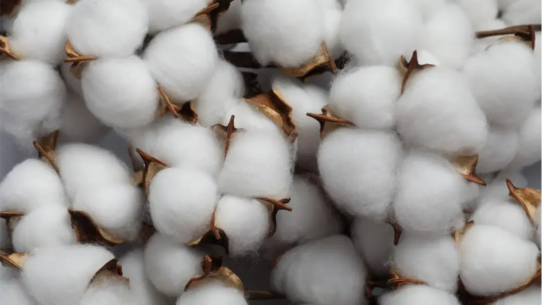 coton